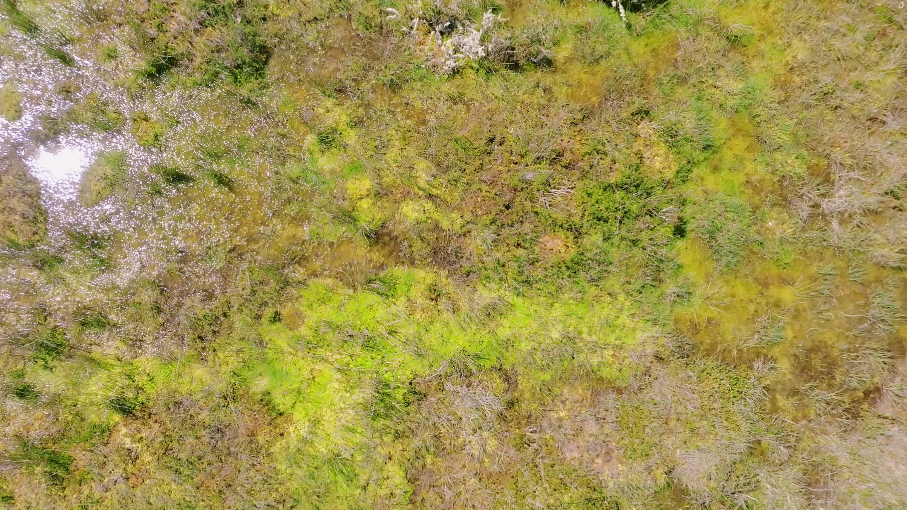 Turbera - Patagonia
